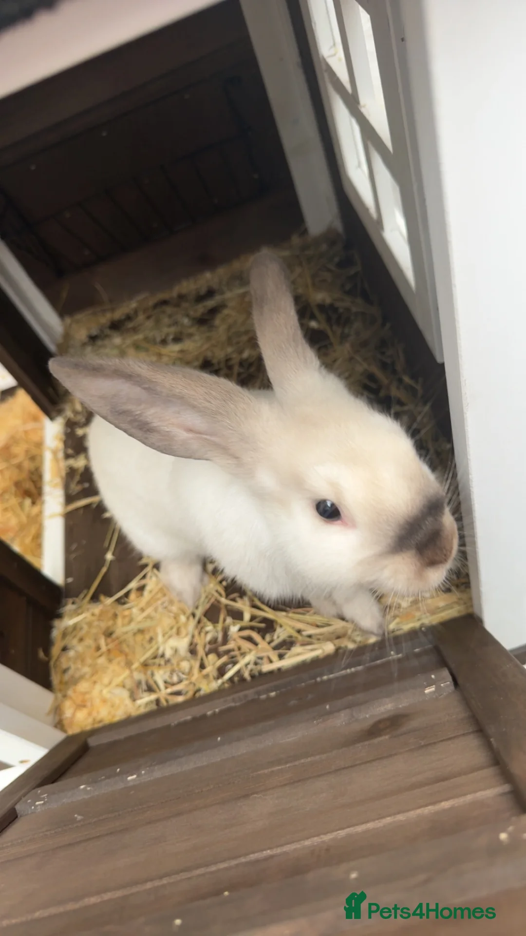 Mixed Breed rabbits for sale:     11-Week-Old Rabbit with PawHut Cage in Wigan - Advert 1