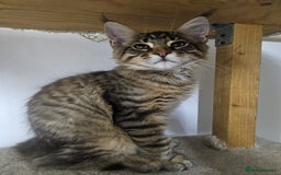Maine Coon cats for sale: Pedigree Maine Coon boy from tested parents  - Image 5