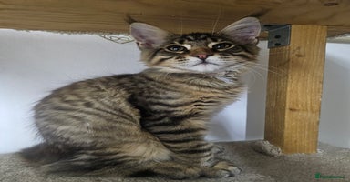 Maine Coon cats - Advert 11