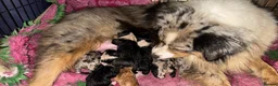 Australian Shepherd dogs for sale: Fully health tested KC registered showline Aussies - Advert 7