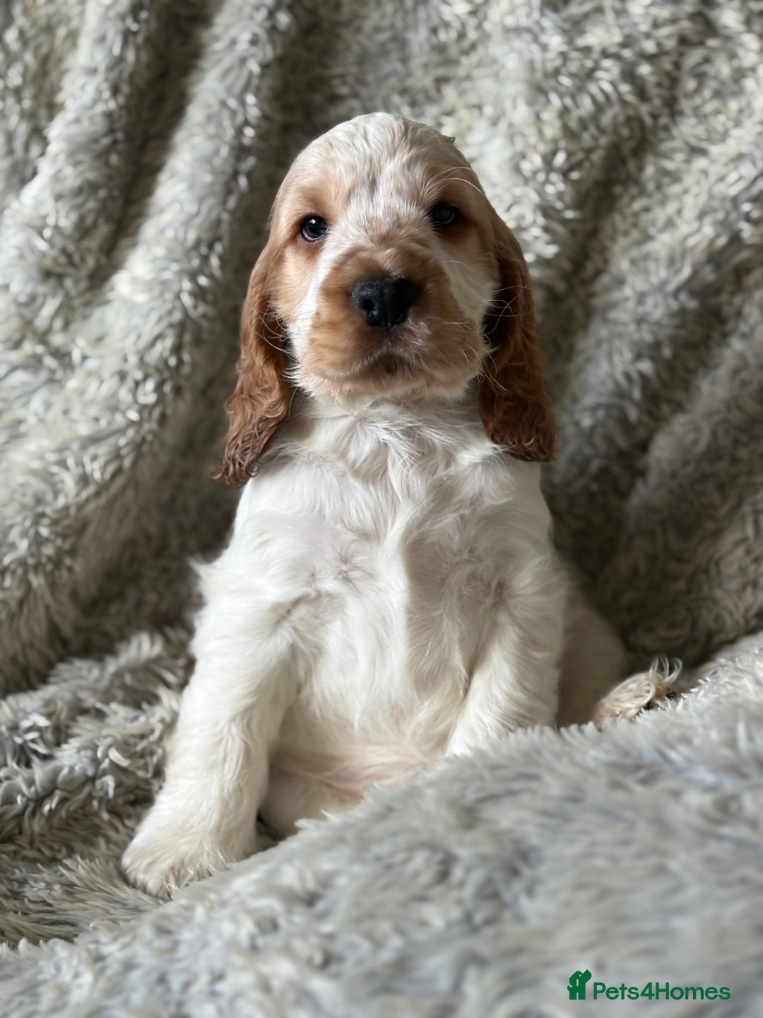 Cocker Spaniel dogs for sale: 2 orange roan cocker spaniels  - Advert 5