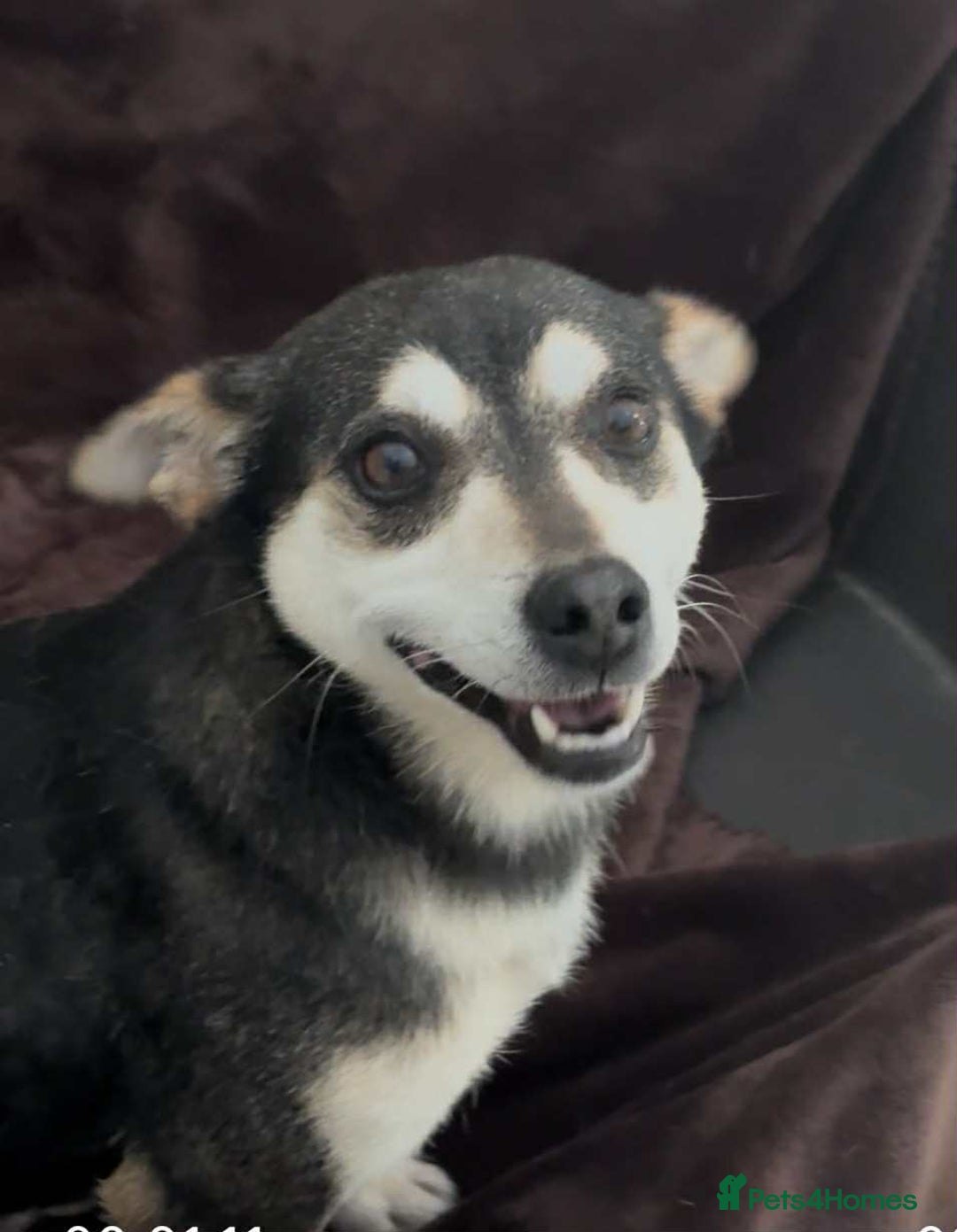 Mixed Breed dogs for adoption: Ginnie and Freddie 🐾 bonded couple  - Image 6