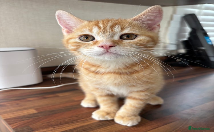 Domestic Shorthair cats - Advert 3