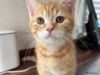 Domestic Shorthair cats - Advert 21