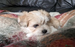 Mixed Breed dogs for sale: Lhasa Apso puppies in Kent - Image 6