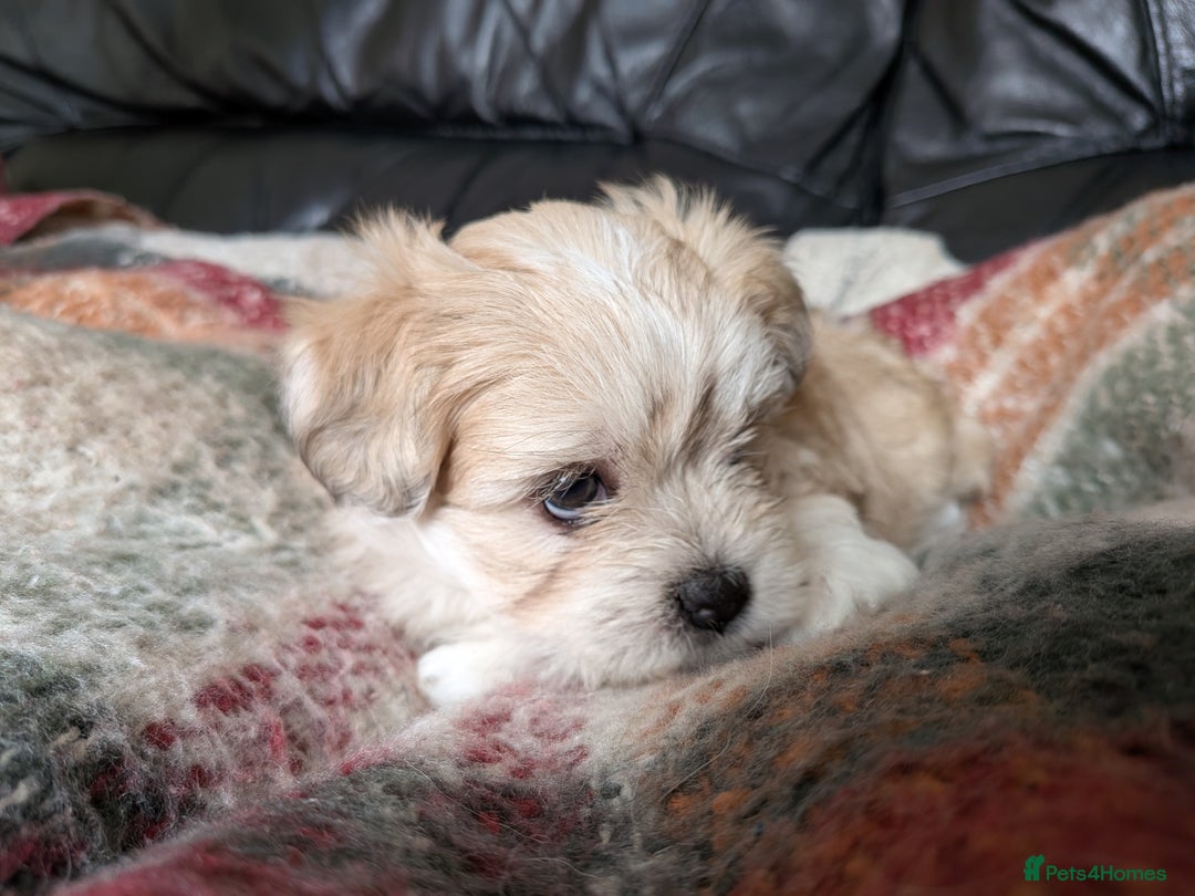 Mixed Breed dogs for sale: Lhasa Apso puppies in Kent - Image 6