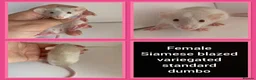 Rat rodents for sale: Adorable baby rats for sale  - Advert 35