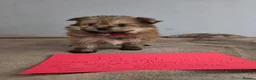 Mixed Breed dogs for sale: 7 Yorkie/pomeranian  puppies - Advert 1