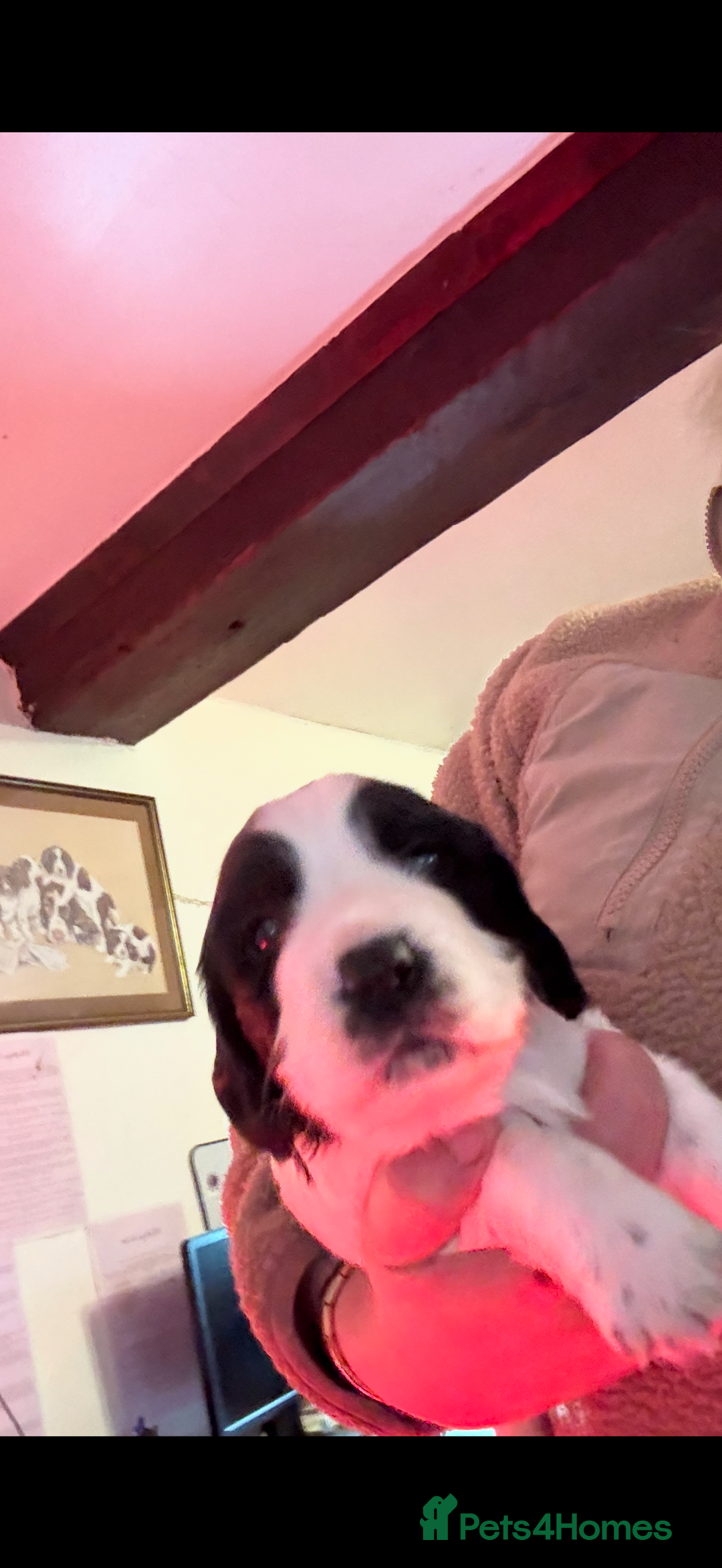 Cocker Spaniel dogs for sale: Stunning working cocker spaniels - Advert 4