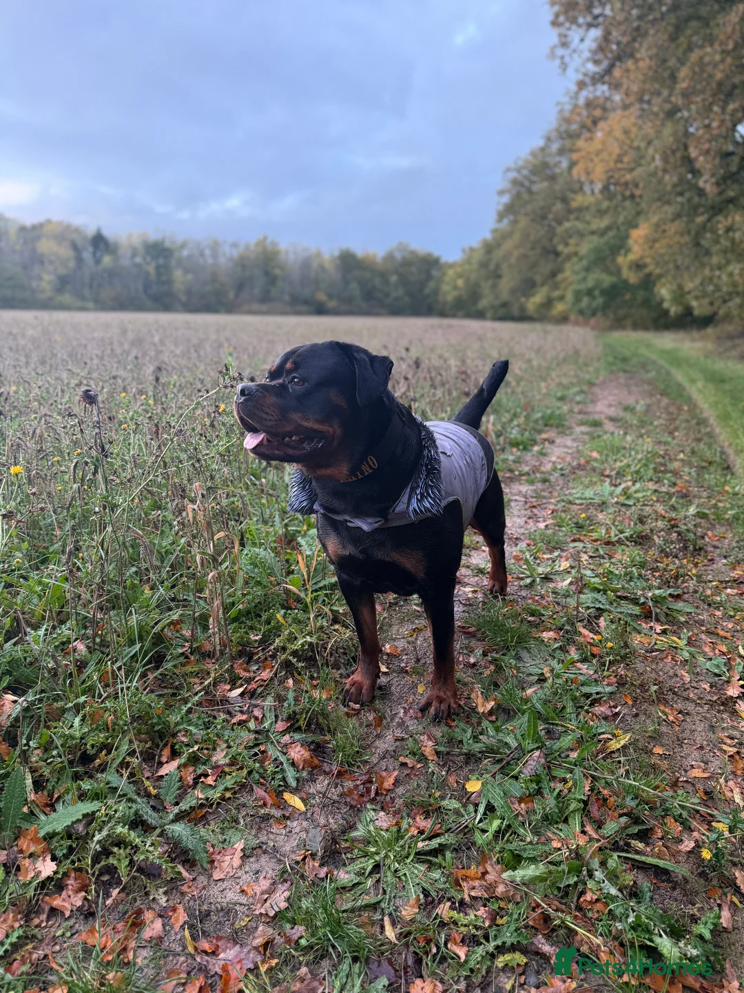 Rottweiler dogs for stud: 100% German Rottweiler | KC REGISTERED - Advert 11