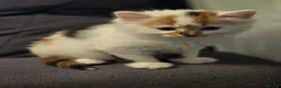 Mixed Breed cats for sale: White ginger and bronze fluffy girl - Advert 6