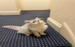 British Shorthair cats for sale: Two beautiful British Shorthair Kittens  - Image 5