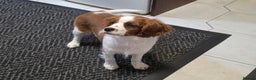 Cavalier King Charles Spaniel dogs for sale: KC Reg Cavalier King Charles pups Fully Vaccinated - Advert 10
