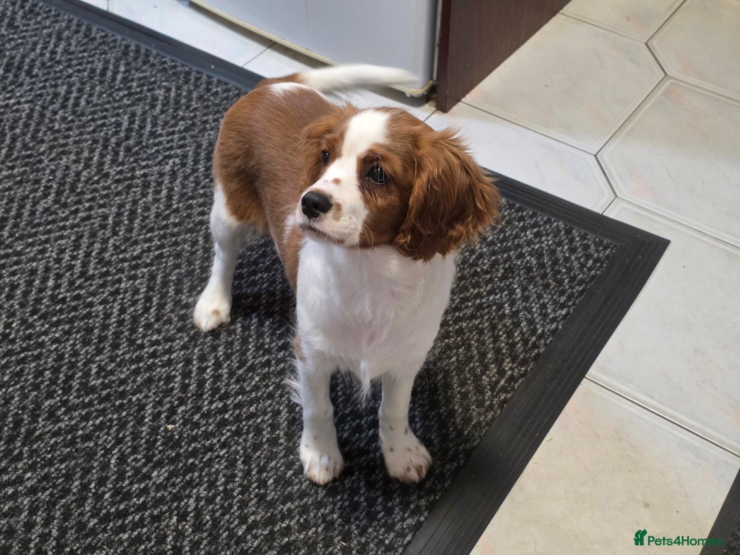 Cavalier King Charles Spaniel dogs for sale: KC Reg Cavalier King Charles pups Fully Vaccinated - Advert 10