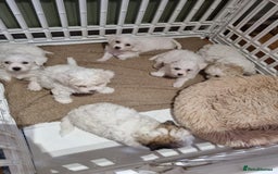 Zuchon dogs for sale: Bichon Frise puppy for sale  - Image 27