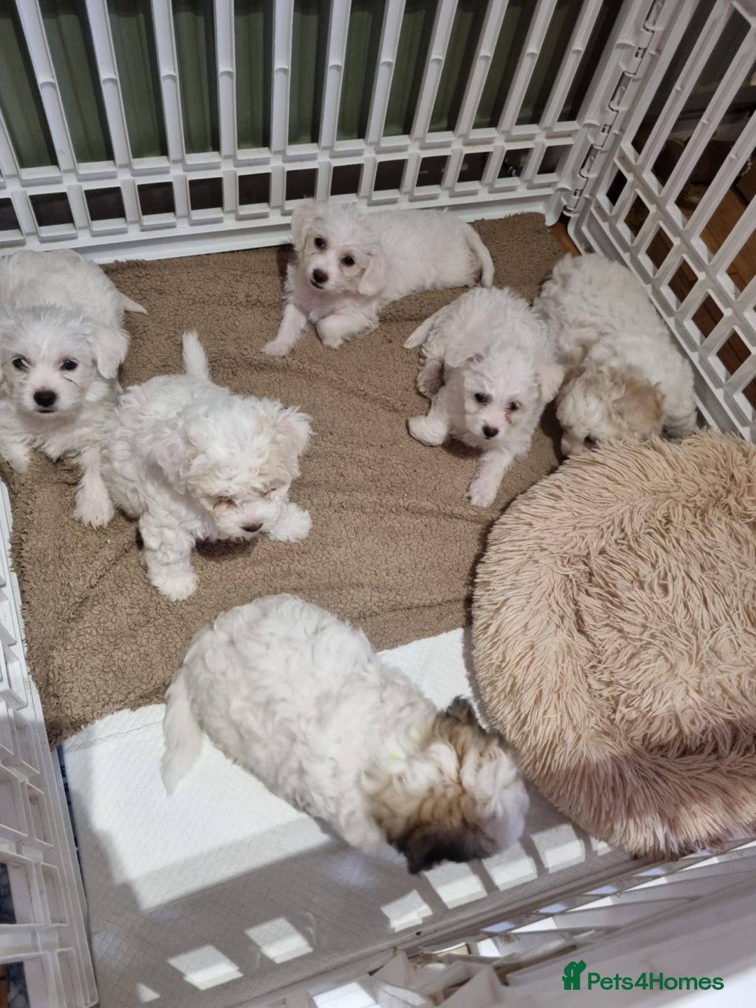 Zuchon dogs for sale: Bichon Frise puppy for sale  - Image 27