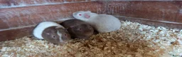 Guinea Pig rodents for sale: Baby Guinea Pigs for Sale - Advert 6