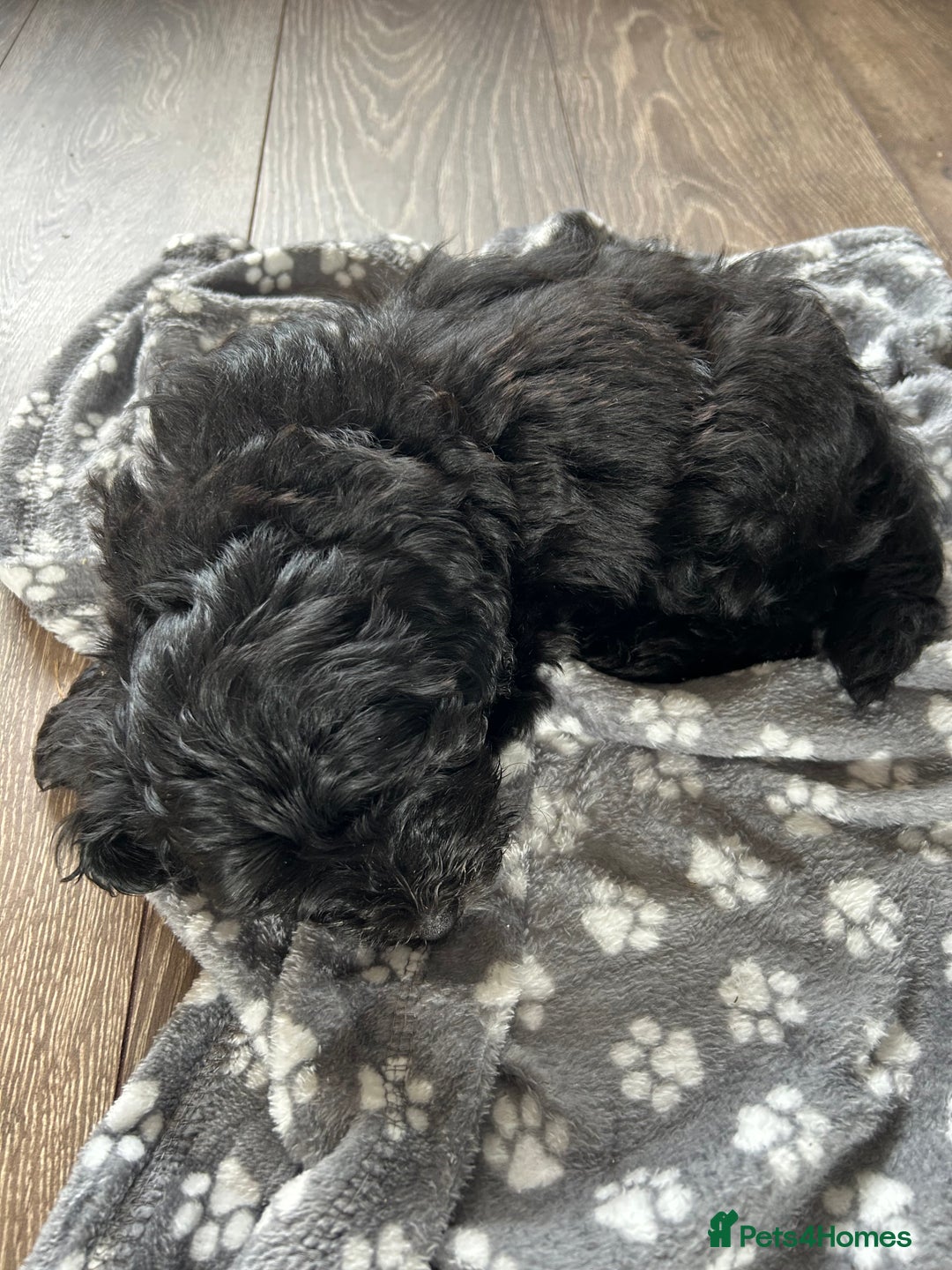 Maltipoo dogs for sale: Beautiful cheeky maltipoo, ball of fluff - Image 3