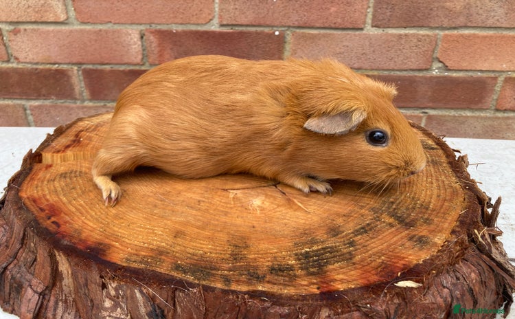 Guinea Pig rodents - Advert 11