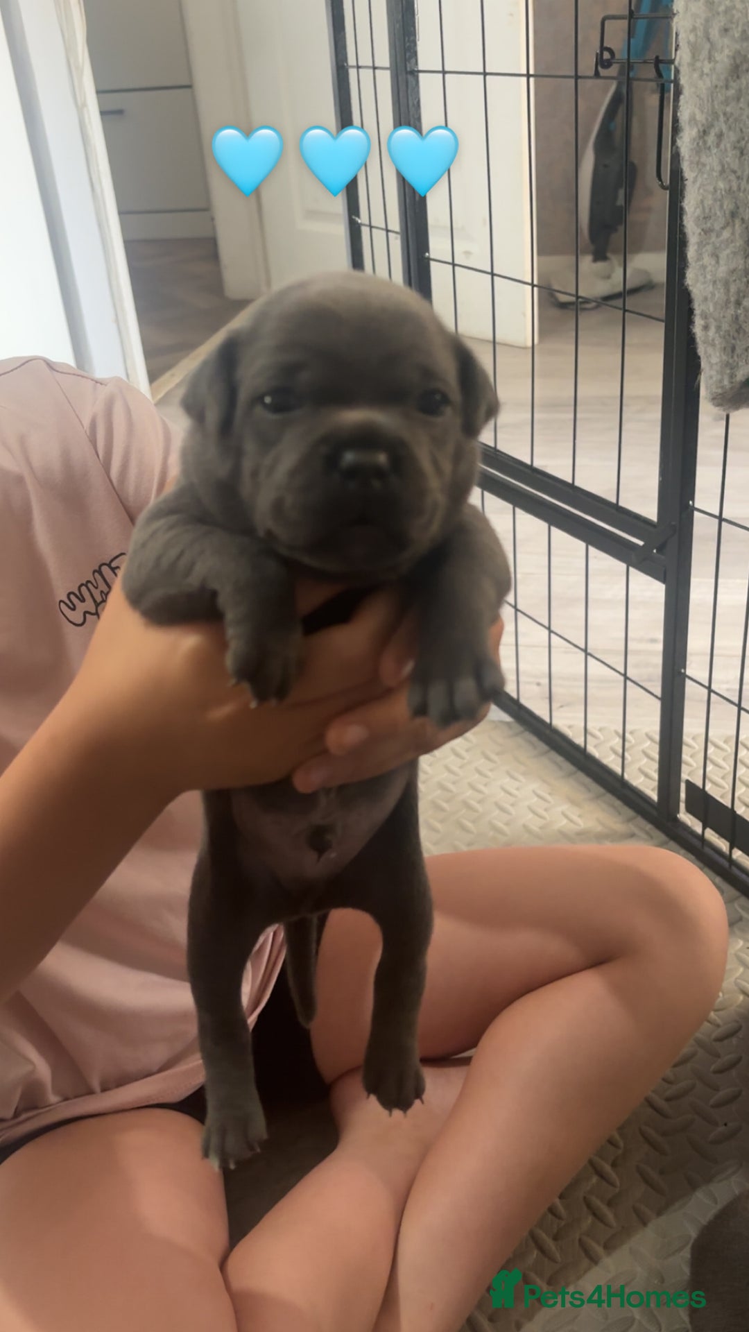 Staffordshire Bull Terrier dogs for sale: Piro daughter & Pharon (Bullscaff) pups for sale - Image 7
