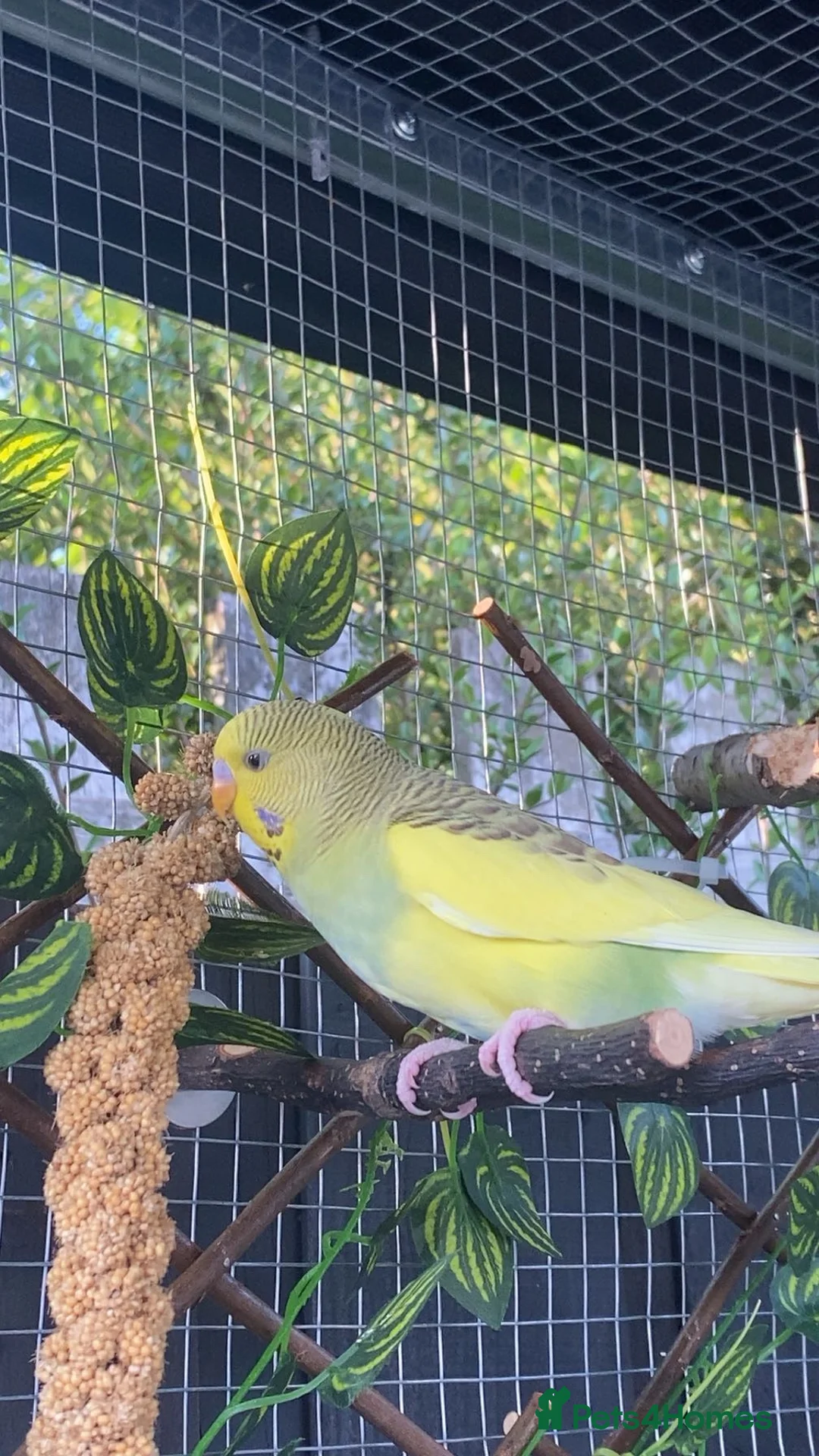 Budgerigars birds for sale: Female baby budgies - Advert 1