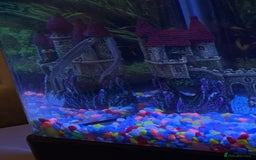 Loaches fish for sale: Dojo/Weather Cold Water Loach - Image 3