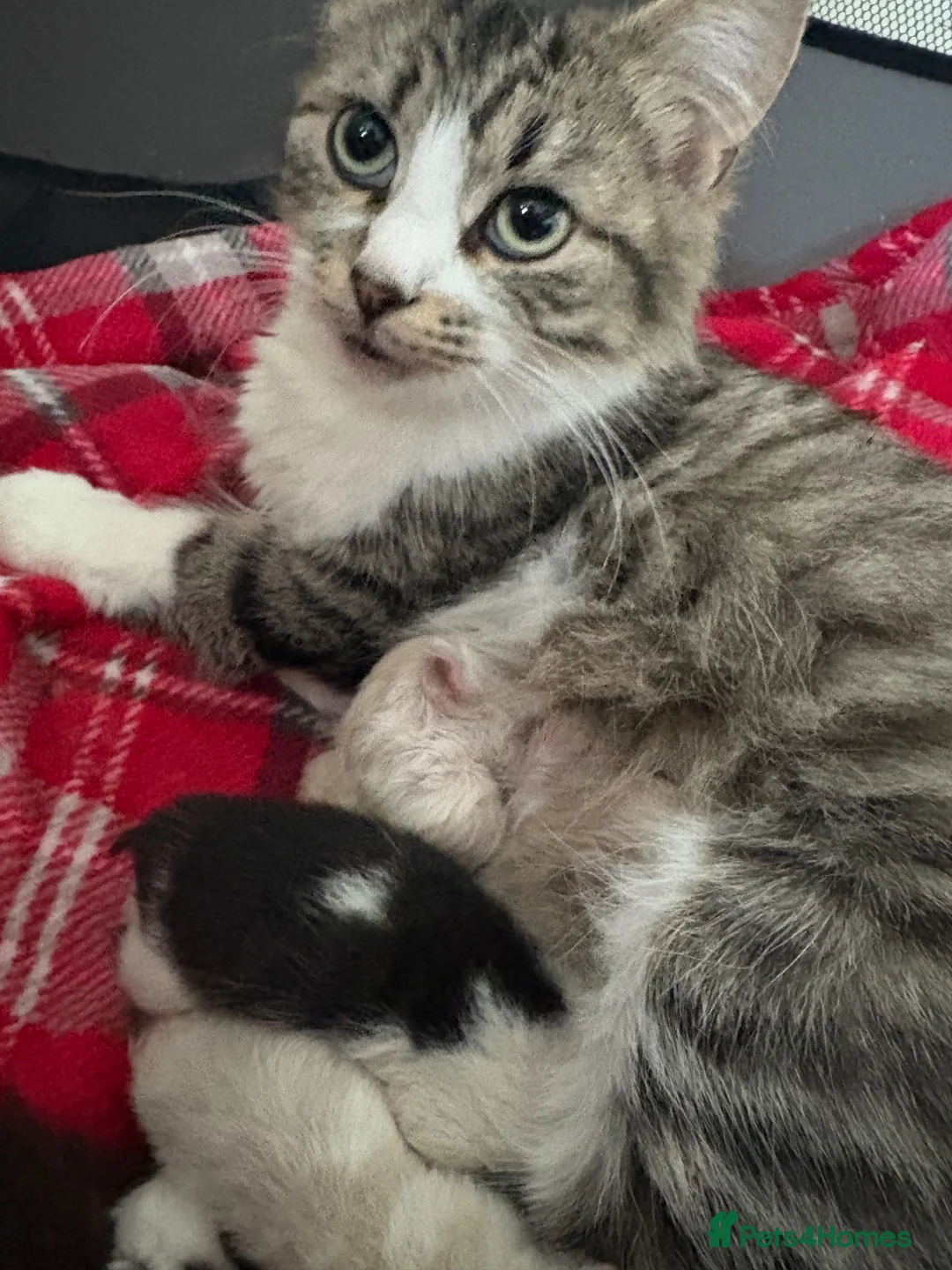 Mixed Breed cats for sale: Four mix breed kittens - Advert 1