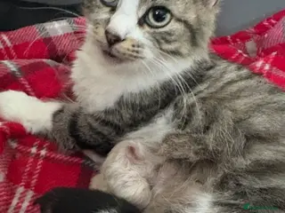 Mixed Breed cats Four mix breed kittens - Advert 16