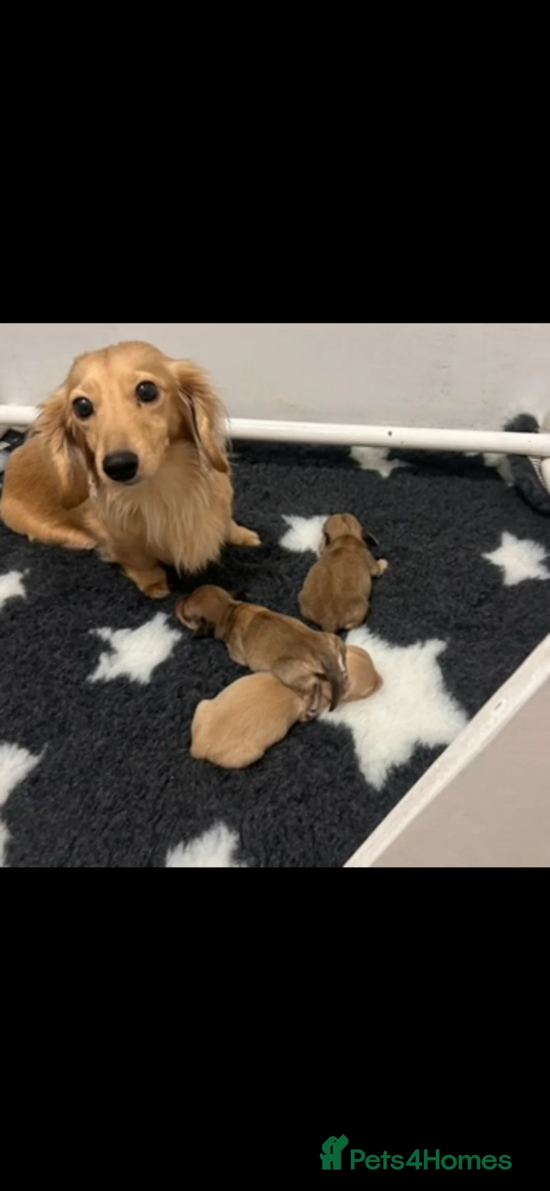 Miniature Dachshund dogs for sale: Beautiful Cream miniature dachshunds - Advert 9