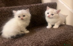 British Shorthair cats for sale: British shorthair  - Image 6