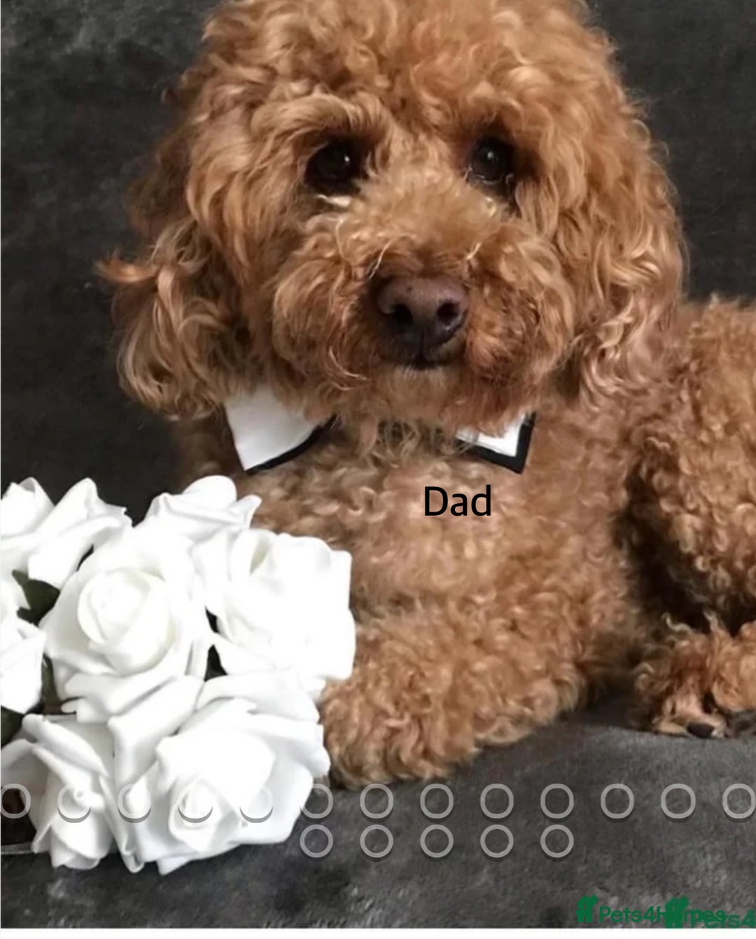 Cavapoo dogs for sale: Cavapoo puppies  - Advert 2