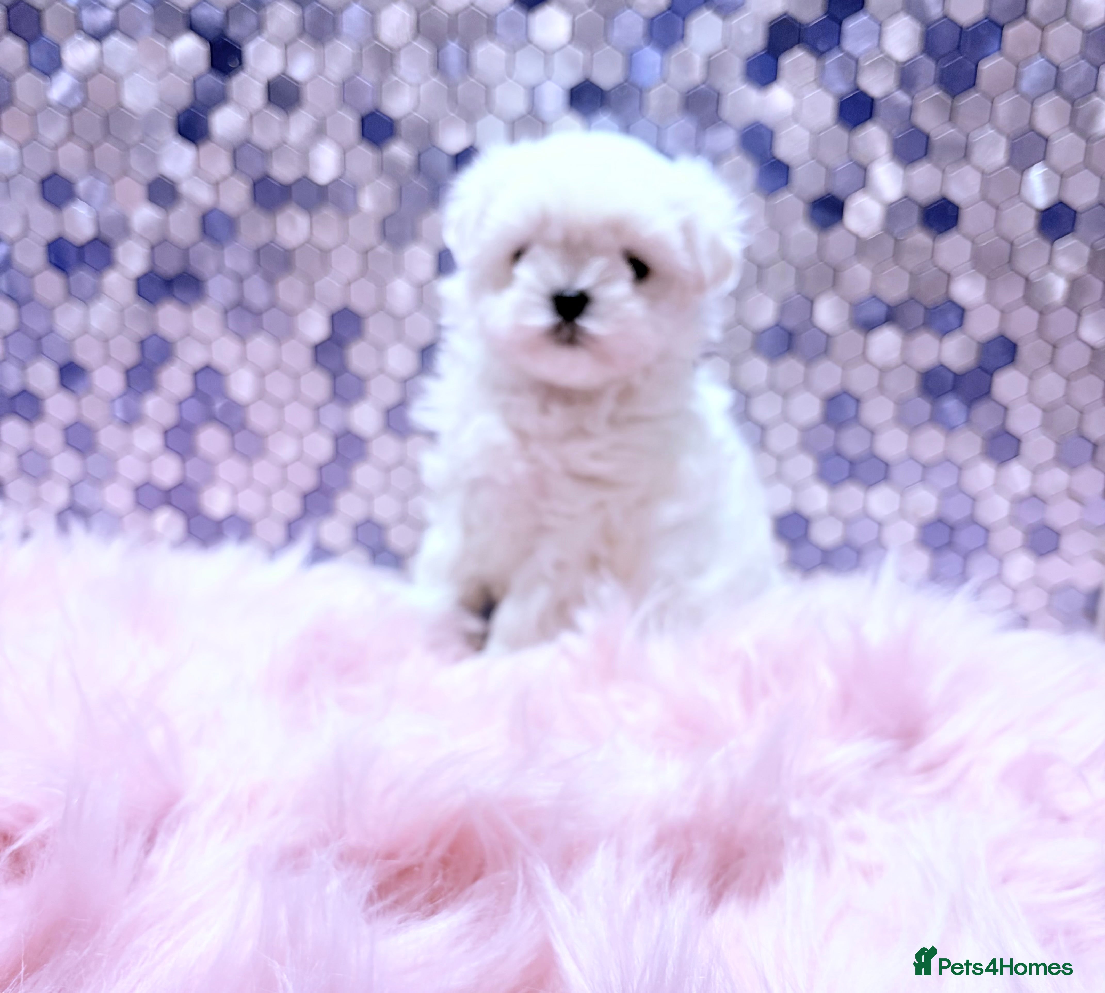 Maltese dogs ❤️🩵Full Korean baby boy ready now ❤️🩵 - Advert 15