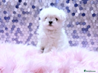 Maltese dogs ❤️🩵Full Korean Baby pups🩵❤️ - Advert 17