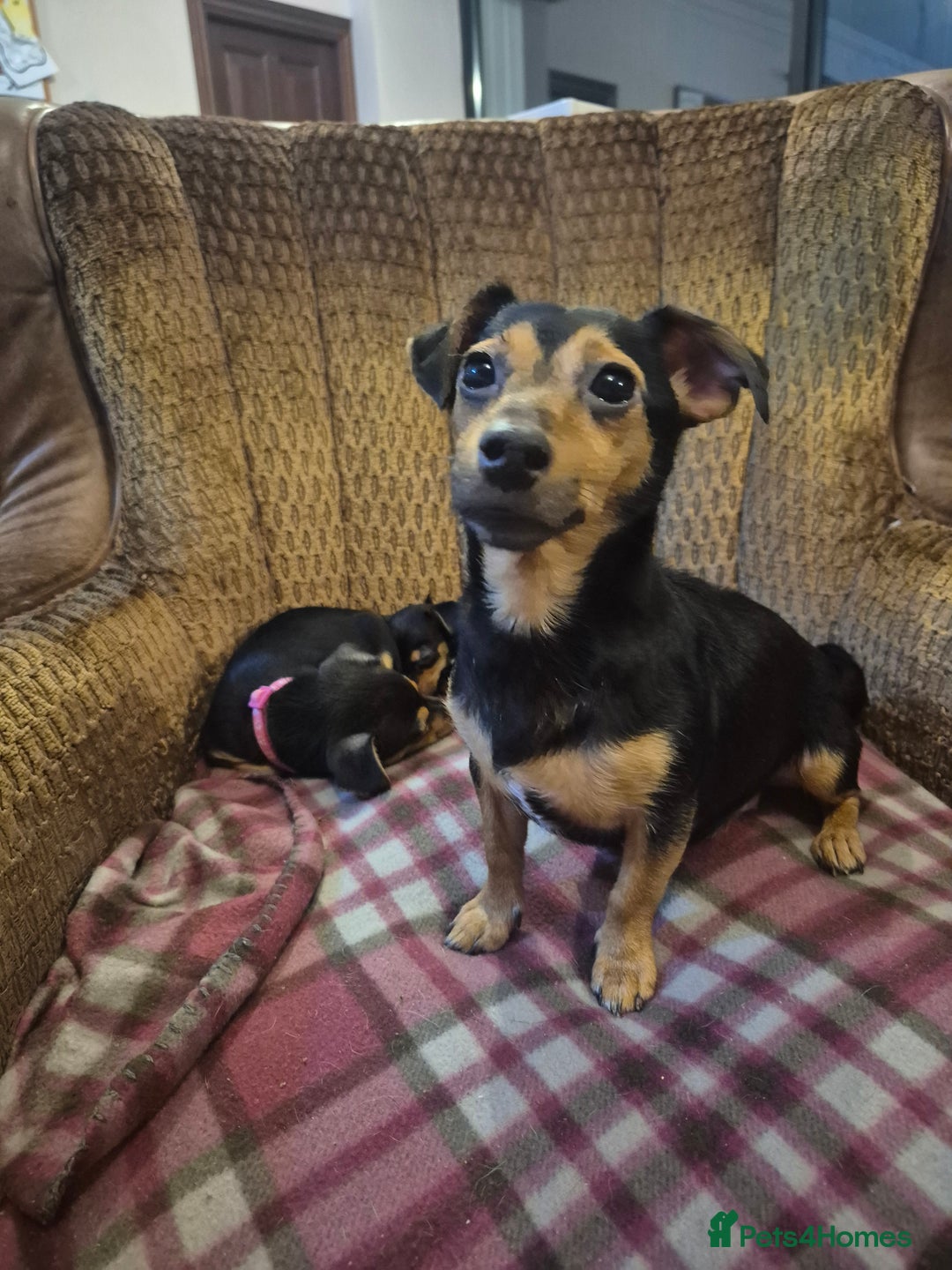 Jack Russell dogs for sale: 3 beautiful jack russell puppies now available  - Image 5