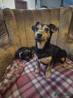 Jack Russell dogs - Advert 1