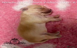 Yorkshire Terrier dogs for sale: ❤️ Champion heritage KC reg.PEDIGREE puppies! 🐶❤️ - Image 26