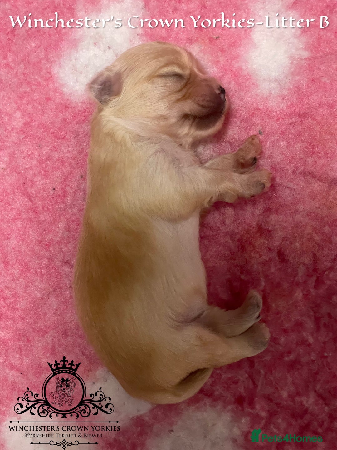 Yorkshire Terrier dogs for sale: ❤️ Champion heritage KC reg.PEDIGREE puppies! 🐶❤️ - Image 26