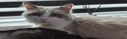 Ragcoon cats for sale: Bouncing beauties ready to go  - Advert 3