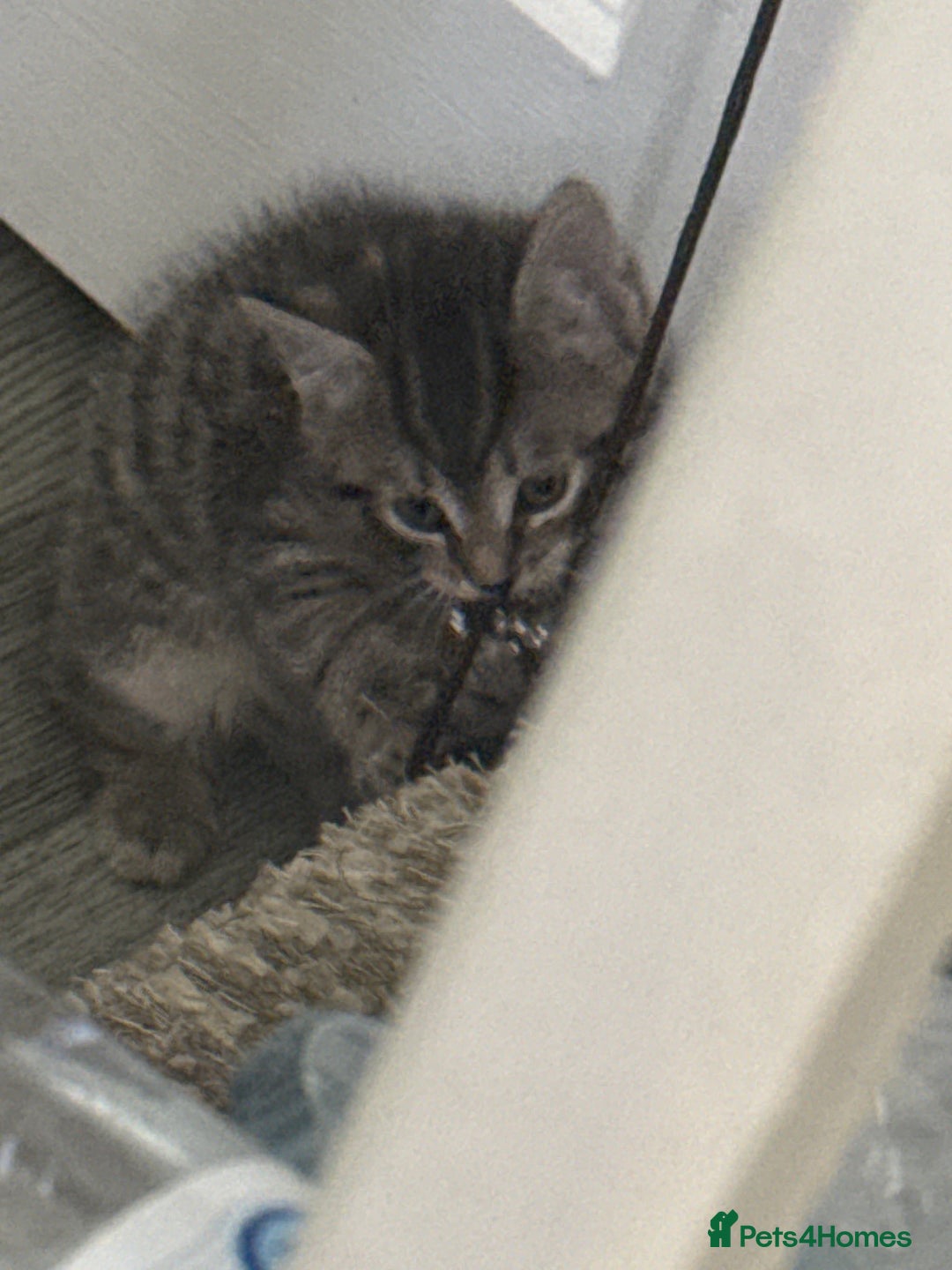 Mixed Breed cats for sale: 3 Tabby Kittens For Sale!! - Advert 6