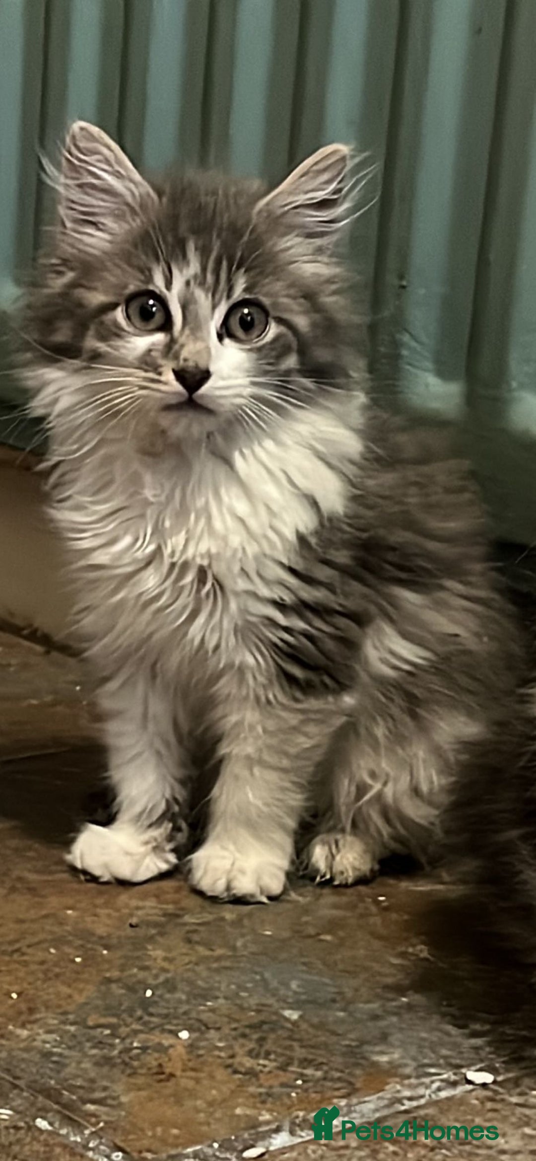 Mixed Breed cats for sale: Long and short haired, litter trained kittens  - Advert 8