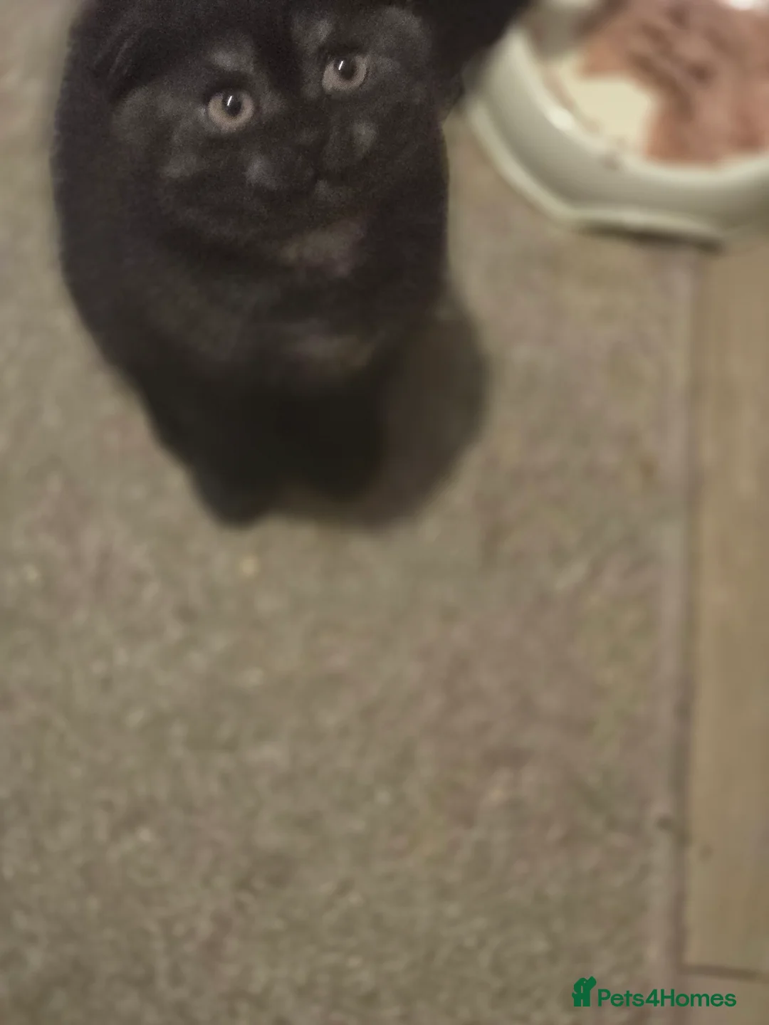 Scottish Fold cats for sale: 🥰LAST  BOY 💜🩵 - Advert 14