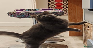 Mixed Breed cats - Advert 10