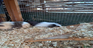 Guinea Pig rodents - Advert 3
