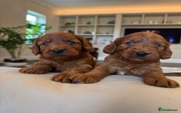 Cockapoo dogs for sale: Fox Red Super Quality Cockapoos - Image 12