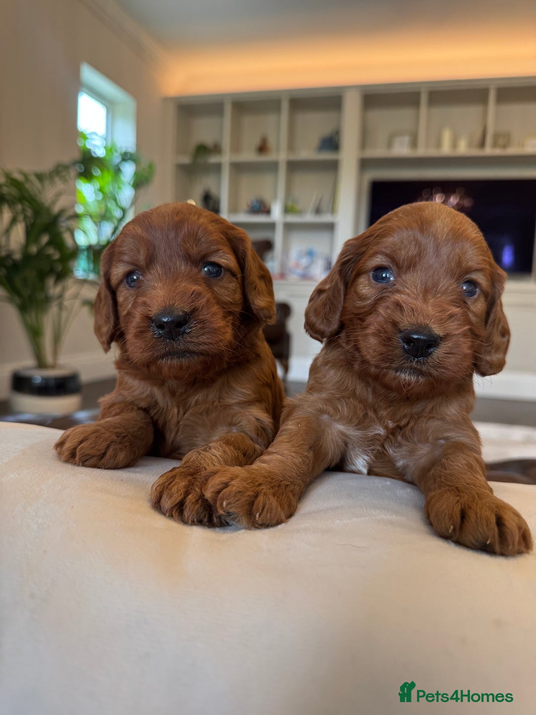 Cockapoo dogs for sale: Fox Red Super Quality Cockapoos - Image 12