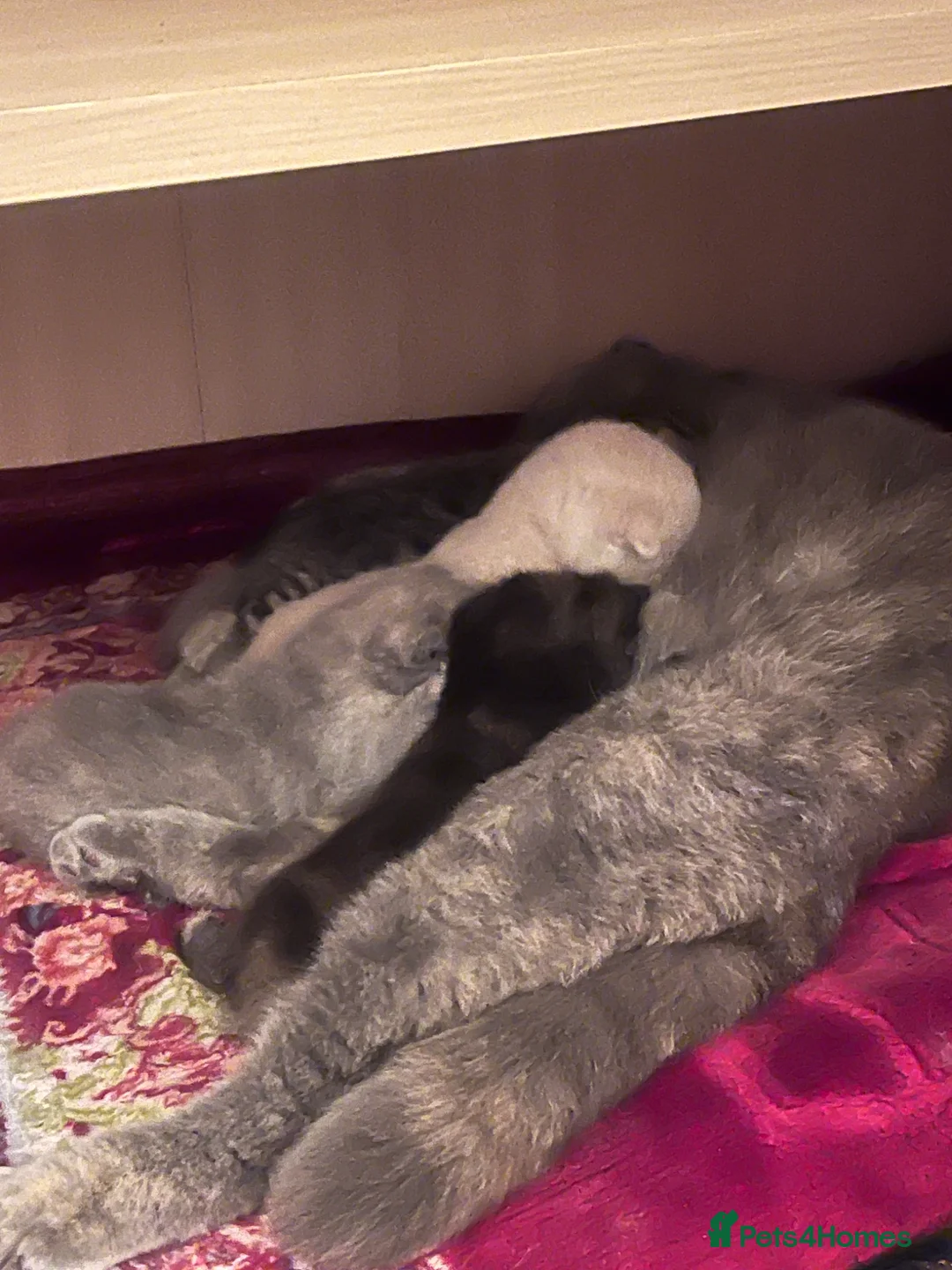 Scottish Fold cats for sale: Stunning Scottish Fold & Straight Kittens - Advert 1