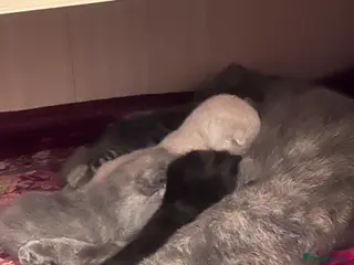 Scottish Fold cats Stunning Scottish Fold & Straight Kittens - Advert 7