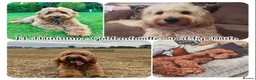 Goldendoodle dogs for sale: F1 Miniature Goldendoodle 100% DNA Health Tested - Advert 34