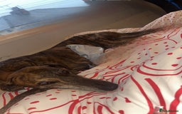 Greyhound dogs for sale: Blaze - Image 2