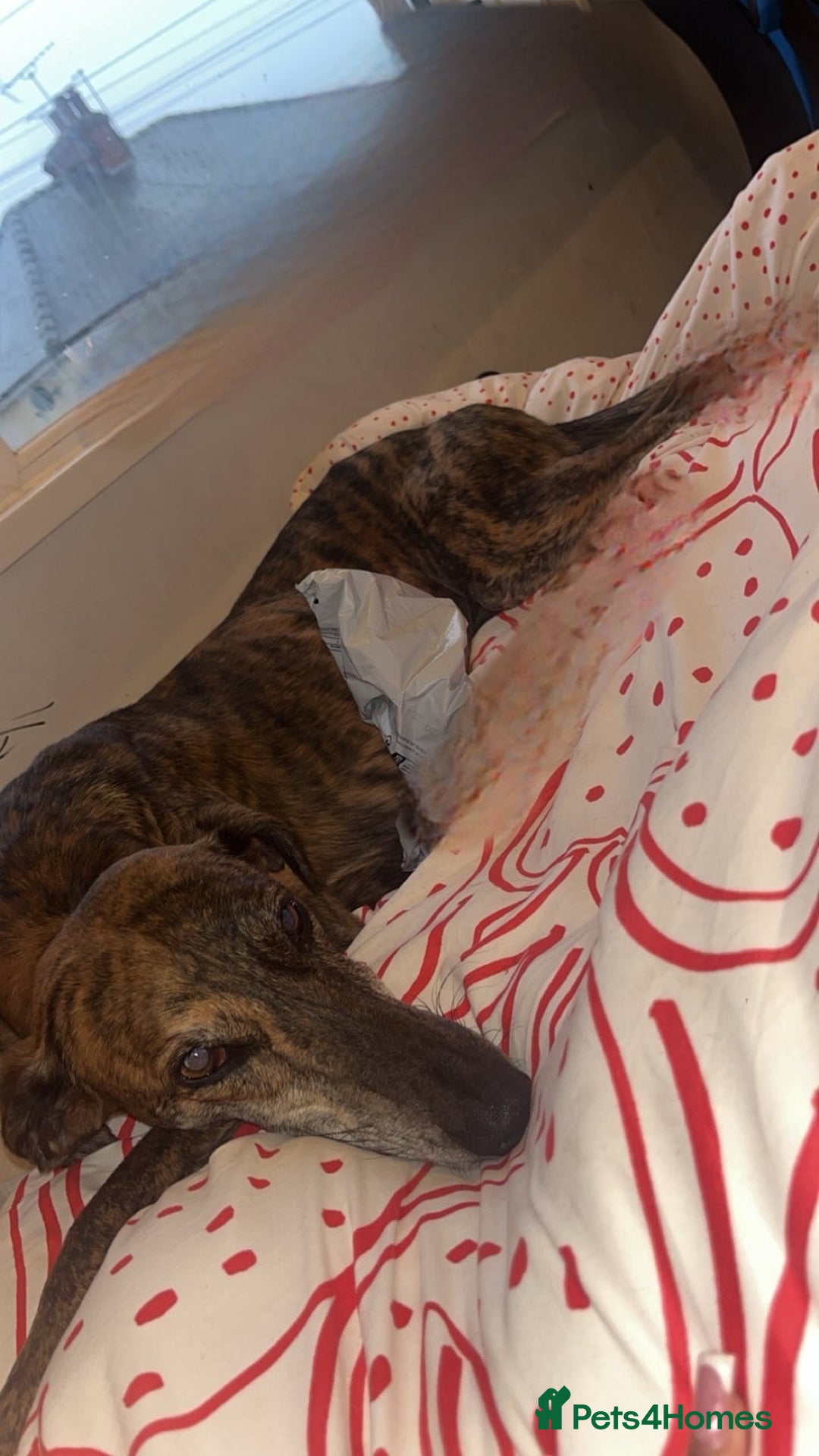 Greyhound dogs for sale: Blaze - Image 2